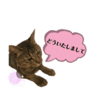 我が家の猫 るるちゃん2（個別スタンプ：4）