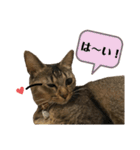 我が家の猫 るるちゃん2（個別スタンプ：6）