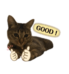 我が家の猫 るるちゃん2（個別スタンプ：7）