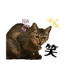 我が家の猫 るるちゃん2（個別スタンプ：8）