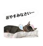 我が家の猫 るるちゃん2（個別スタンプ：11）