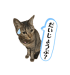 我が家の猫 るるちゃん2（個別スタンプ：13）