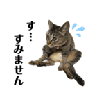 我が家の猫 るるちゃん2（個別スタンプ：14）