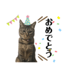 我が家の猫 るるちゃん2（個別スタンプ：15）