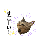 我が家の猫 るるちゃん2（個別スタンプ：16）