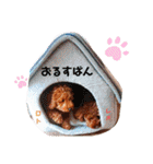 レオ♡ロト♡挨拶＆お散歩＆天気＆季節（個別スタンプ：21）