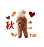 レオ♡ロト♡挨拶＆お散歩＆天気＆季節（個別スタンプ：31）