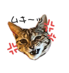 猫のミューズ（個別スタンプ：3）