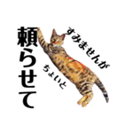 猫のミューズ（個別スタンプ：11）