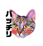 猫のミューズ（個別スタンプ：16）