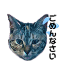 猫のミューズ（個別スタンプ：18）