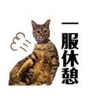 猫のミューズ（個別スタンプ：19）