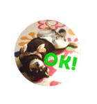 黒豆柴カンナ（個別スタンプ：4）