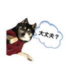 黒豆柴カンナ（個別スタンプ：7）