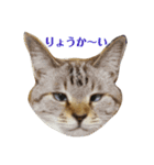 ネコとハッピーライフ（個別スタンプ：1）