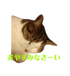 ネコとハッピーライフ（個別スタンプ：3）
