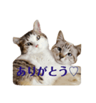 ネコとハッピーライフ（個別スタンプ：5）