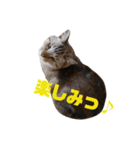 ネコとハッピーライフ（個別スタンプ：11）