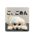 ポメプーの麦ちゃん༞♡（個別スタンプ：3）