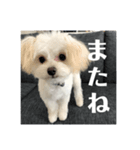 ポメプーの麦ちゃん༞♡（個別スタンプ：4）