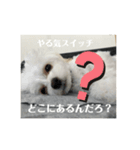 ポメプーの麦ちゃん༞♡（個別スタンプ：5）