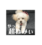 ポメプーの麦ちゃん༞♡（個別スタンプ：7）