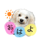マルチーズの日常1（個別スタンプ：1）