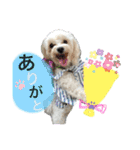 マルチーズの日常1（個別スタンプ：5）