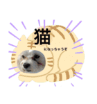 マルチーズの日常1（個別スタンプ：8）