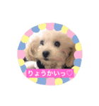 あかさわ家のわんこ❤️（個別スタンプ：1）