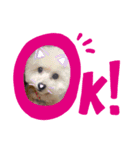 あかさわ家のわんこ❤️（個別スタンプ：2）