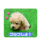 あかさわ家のわんこ❤️（個別スタンプ：3）