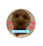 あかさわ家のわんこ❤️（個別スタンプ：5）