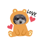 あかさわ家のわんこ❤️（個別スタンプ：8）