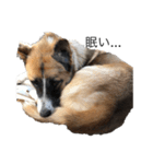 面白い犬の言葉（個別スタンプ：1）