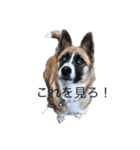 面白い犬の言葉（個別スタンプ：2）