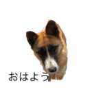面白い犬の言葉（個別スタンプ：3）