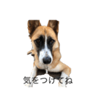 面白い犬の言葉（個別スタンプ：4）
