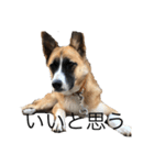 面白い犬の言葉（個別スタンプ：5）