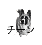 面白い犬の言葉（個別スタンプ：7）