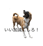 面白い犬の言葉（個別スタンプ：8）