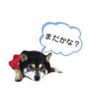 黒豆柴カンナ2（個別スタンプ：5）