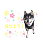 黒豆柴カンナ2（個別スタンプ：8）