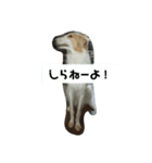おばかっちょ（個別スタンプ：3）
