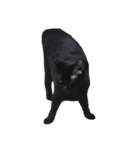 猫 ういたん（個別スタンプ：3）