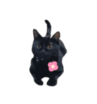 猫 ういたん（個別スタンプ：4）