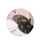 猫 ういたん（個別スタンプ：7）