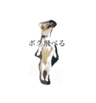 ジャックラッセル豆蔵（個別スタンプ：3）