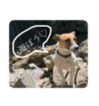 ジャックラッセル豆蔵（個別スタンプ：7）