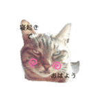 愛しのモンちゃん（個別スタンプ：1）